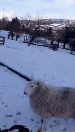 a flock of sheep standing in the snow with trees in the background