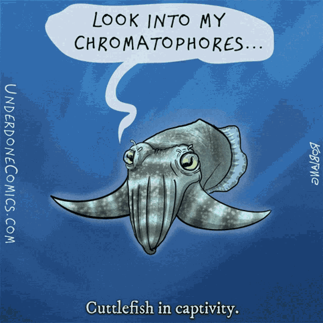 Chromatophores Cuttlefish In Captivity GIF - Chromatophores Cuttlefish In Captivity GIFs