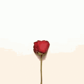 a heart made of rose petals on a white background .