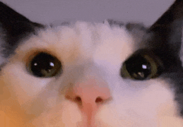 a close up of a cat 's eyes with a blurred background .