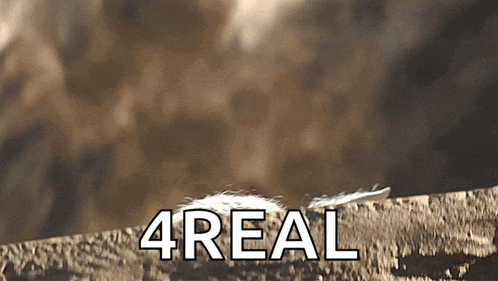 a feather is laying on a rock with the word 4real written below it
