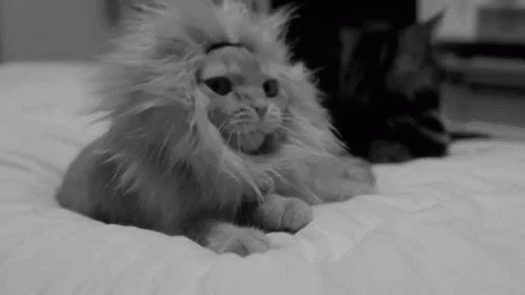 Lionking Kitty GIF - Lionking Lion King GIFs