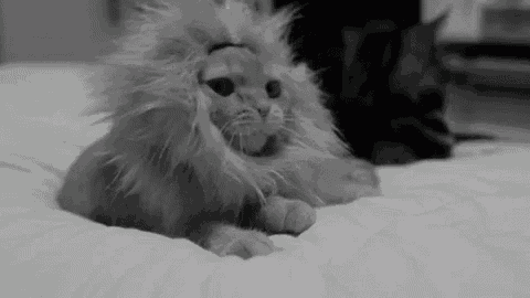 a black and white photo of a cat wearing a lion wig .