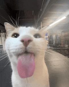 a white cat with a pink tongue sticking out of its mouth .
