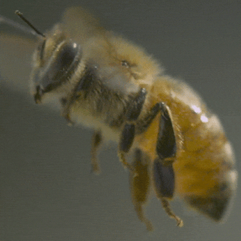 Bee Honey Bee GIF - Bee Honey Bee GIFs