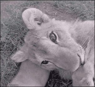 Funny Animals Cuddle GIF - Funny Animals Cuddle Cuddle Baby Lion GIFs