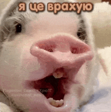 a close up of a pig with its mouth open and the words " я це врахую " on the bottom