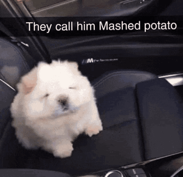 a small white dog is sitting in the back seat of a car and the caption says they call him mashed potatoes