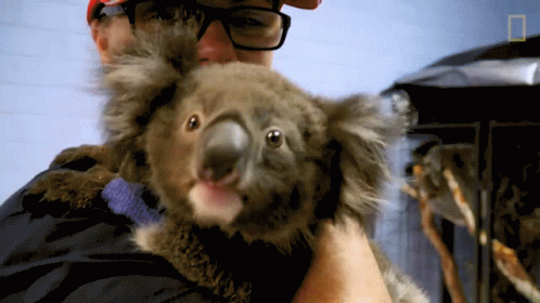 Sniffing The Future Of Koalas GIF - Sniffing The Future Of Koalas Come Closer GIFs