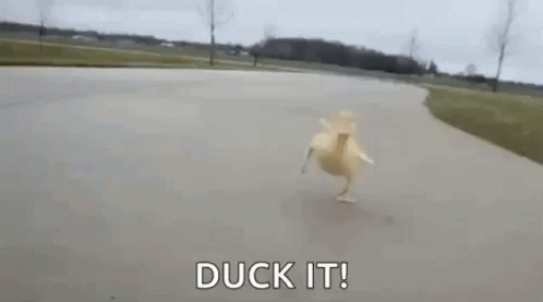 Duck Duckit GIF