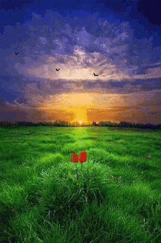 two red flowers in a grassy field with birds flying in the sky