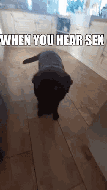 a dog standing on a wooden floor with the words when you hear sex above it