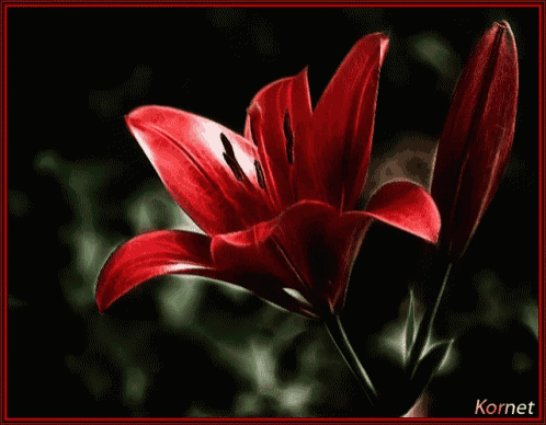 a close up of a red flower with the name kornet on the bottom