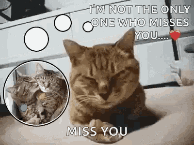 Funny Animals Sad GIF - Funny Animals Sad Cat GIFs