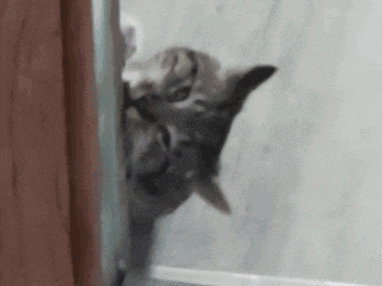 a close up of a cat peeking out of a doorway .