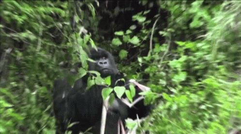 Intense Look Gorilla Munch GIF