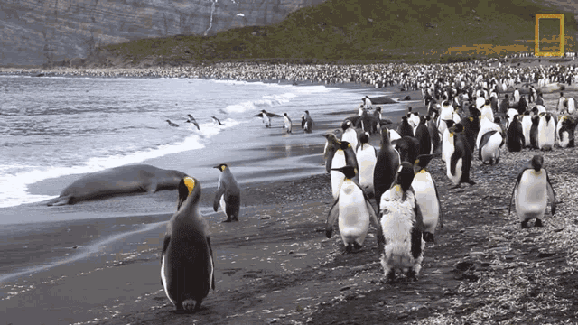 Penguins On The Beach Short Film Showcase GIF - Penguins On The Beach Short Film Showcase World Penguin Day GIFs