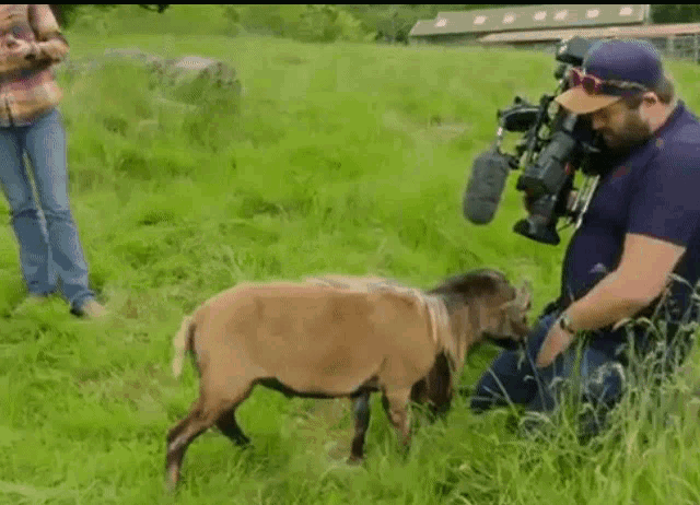Goat Bite GIF - Goat Bite Farm GIFs