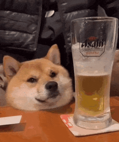 a dog is laying next to a glass of beer that says asahi on it