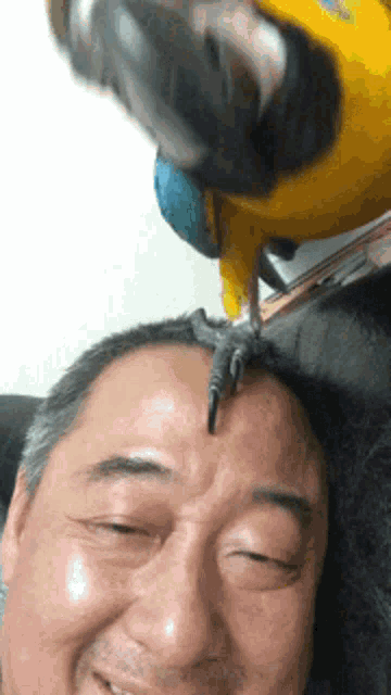 Macaw Vior GIF - Macaw Vior Kkchu GIFs