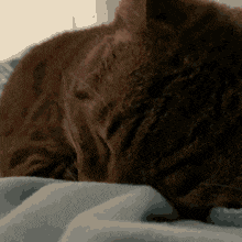 a cat laying on a bed with its eyes closed