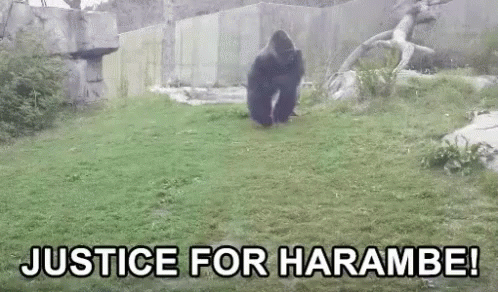 Harambe Gorilla GIF - Harambe Gorilla Attack GIFs