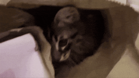 a squirrel is laying in a paper bag on a table