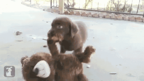 a puppy is playing with a teddy bear on a porch