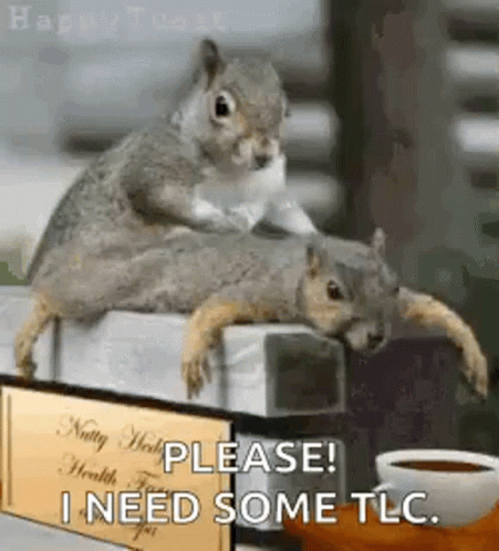Squirrels Relax GIF - Squirrels Relax Chill GIFs