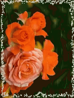 a picture of orange roses in the rain with a green background