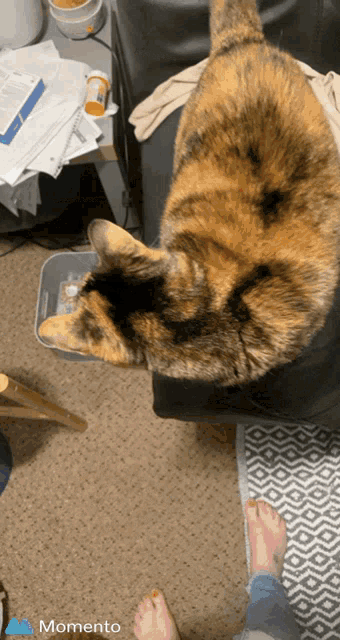 a cat laying on a couch next to a person 's feet and a momento icon