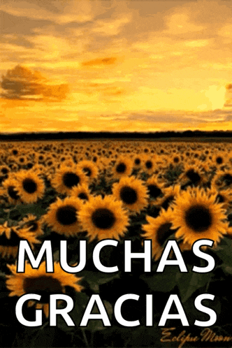 a field of sunflowers with the words muchas gracias written on it