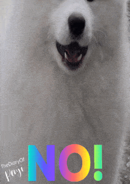 a picture of a white dog with the words " no " written on it