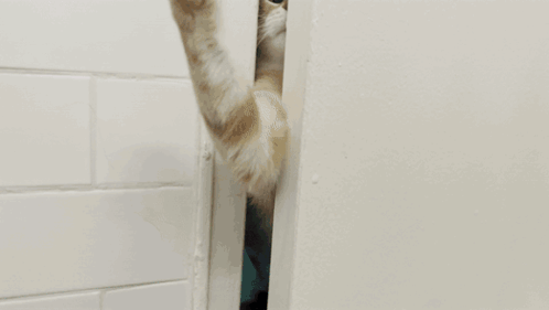 Cat Pawing GIF - Cat Pawing Reaching GIFs