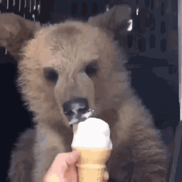 Bear Lick GIF - Bear Lick Licking Ice Cream GIFs