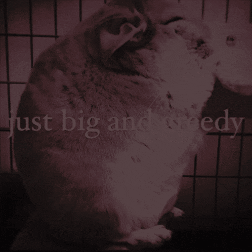 a picture of a chinchilla with the words just big and greedy below it