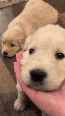 two puppies are being held in a person 's hand and one is looking at the camera .