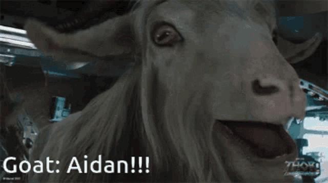 a picture of a goat with the caption goat aidan