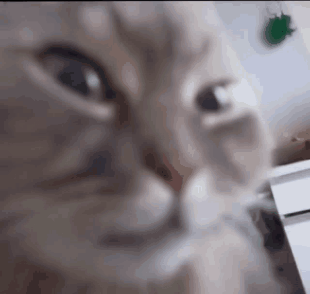 a close up of a cat 's face with a white background