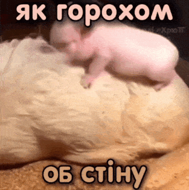 a baby pig is crawling on top of a cat 's back
