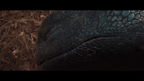 a close up of a lizard 's green eye