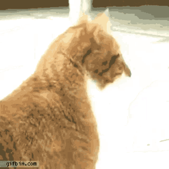 a close up of a cat with a gifbin.com watermark on the bottom right corner