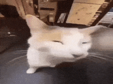 a close up of a cat sitting on a table with its eyes closed .