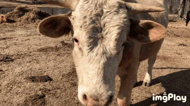 Bull Cow Sniff GIF - Bull Cow Sniff Nose GIFs