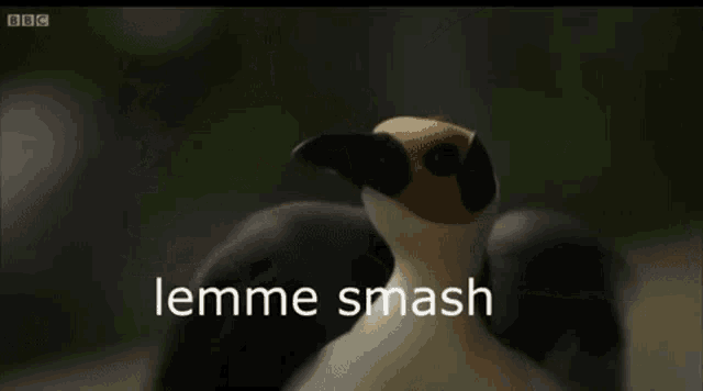 a close up of a bird with the words " lemme smash " on the bottom