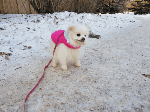 a small white dog wearing a pink and white outfit