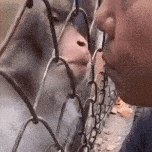 a close up of a person 's face looking at a pig behind a fence .