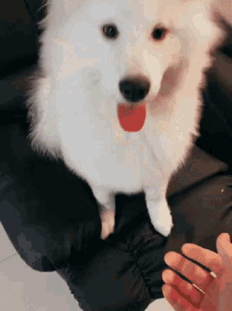 a white dog with a red tongue sticking out