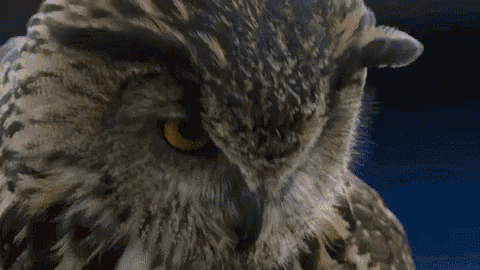 Owls Swfc GIF - Owls Swfc Sheffield Wednesday GIFs