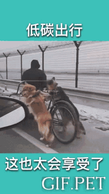 a gif of a man pushing a bicycle with two dogs on it